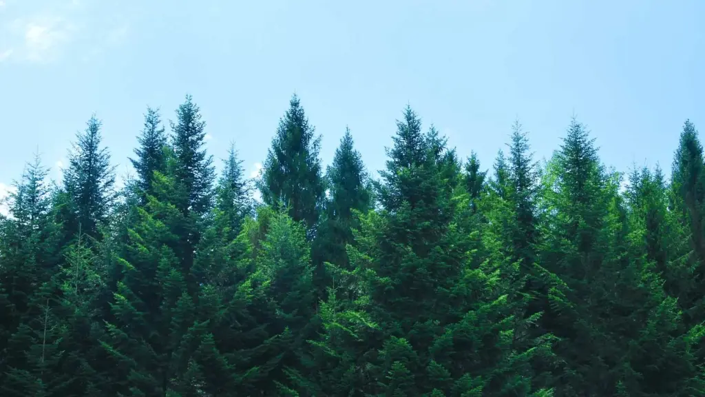 Idaho Forest